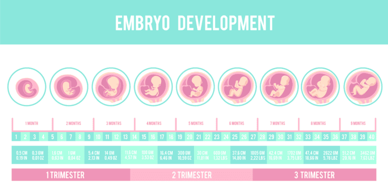 Timeline of developing baby as states consider an abortion ban